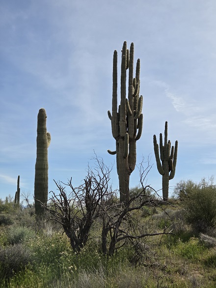 Saguaro Cactus s